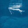BILL EVANS / JIM HALL - UNDERCURRENT - VINILO